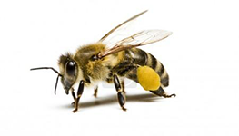 Pre včely treba urobiť maximum
