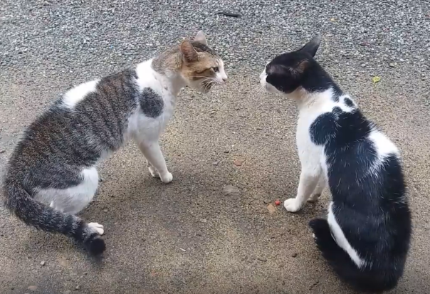 Mačky - hrajú sa alebo bijú?