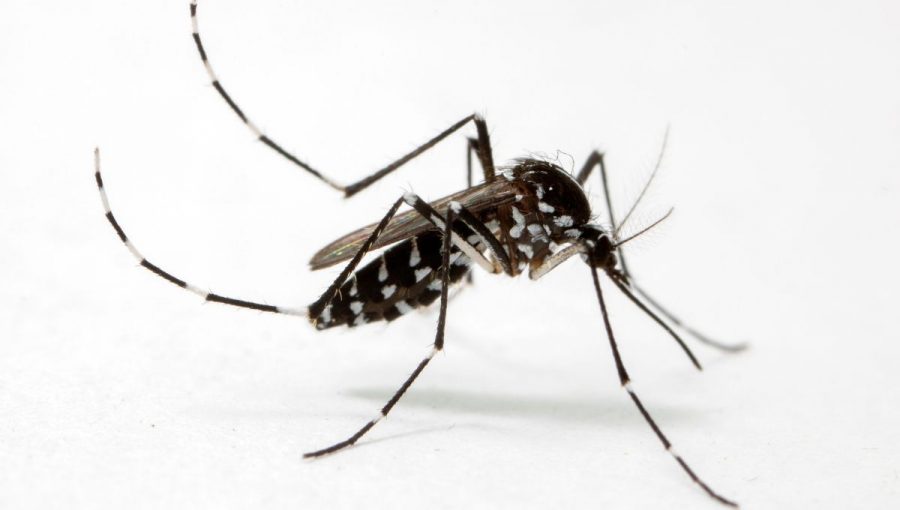 Invázny tzv. ázijský komár prvýkrát potvrdený v Košiciach, aj v areáli UVLF