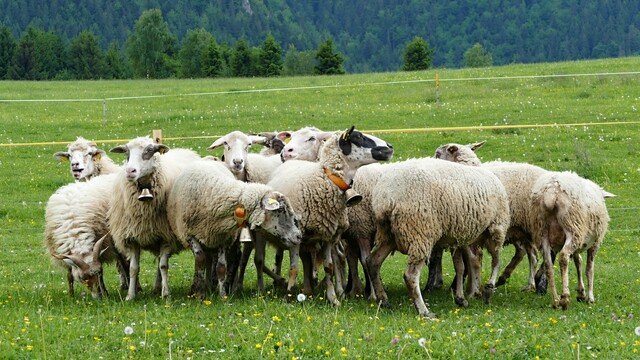 Chovatelia oviec i veterinári získajú skúsenosti s laparoskopickou insemináciou