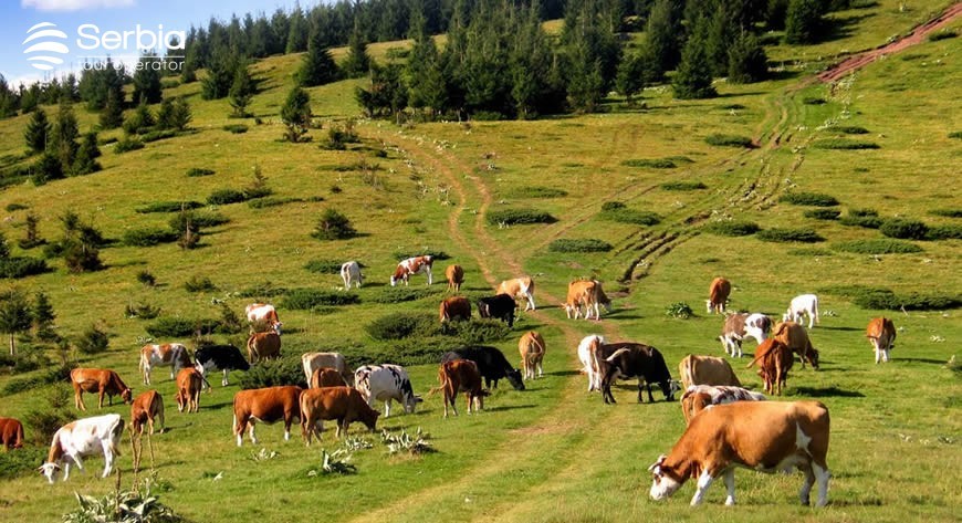 1TH SUMMER SCHOOL FOR MOUNTAIN ANIMAL BREEDING - STARA PLANINA