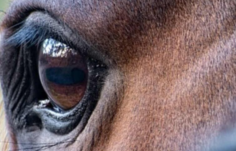 ŠTYRI DNI S KOŇOM... od nervu po kopyto...