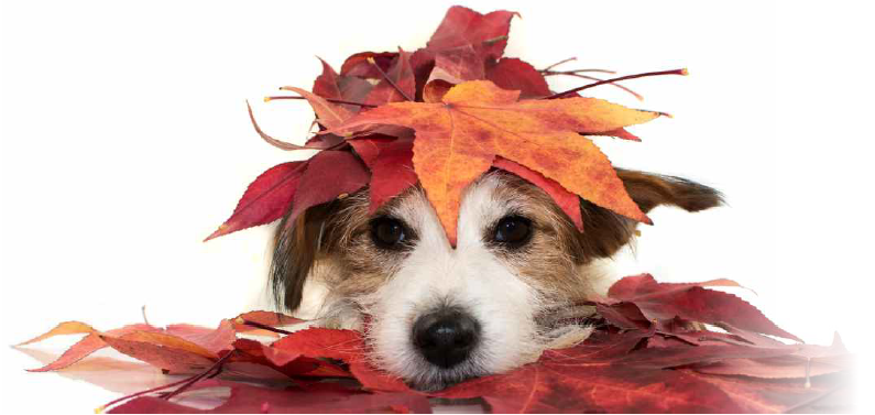 Séria hosťujúcich prednášok / Guest Lecture Series