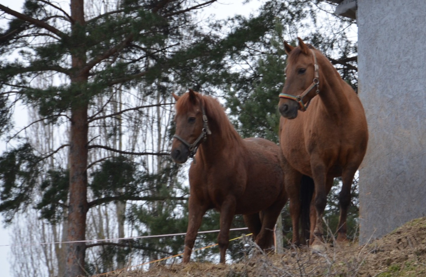 Minister Rudolf Huliak navštívil Jazdecký areál UVLF