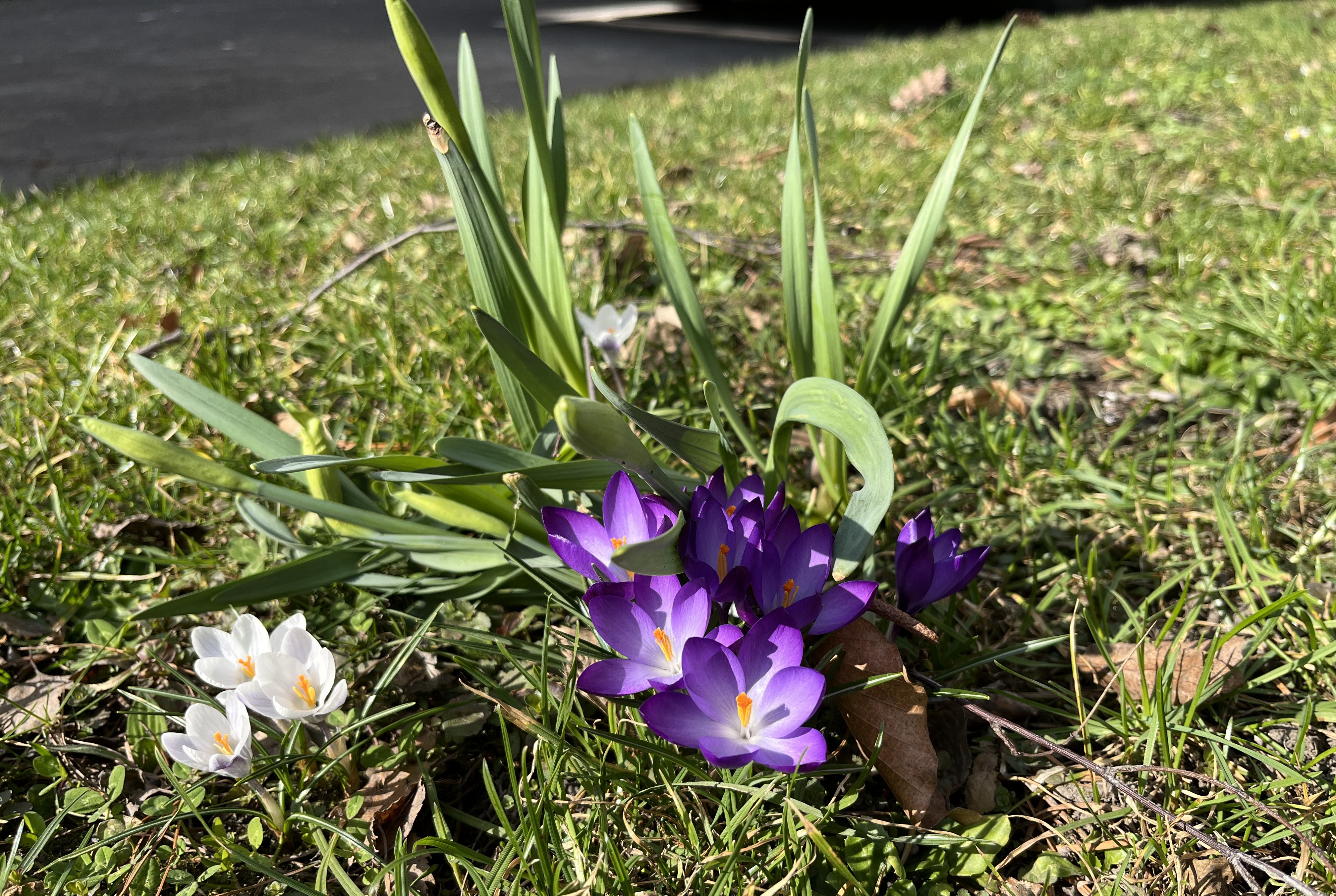 Jar je u nás už aj podľa kalendára