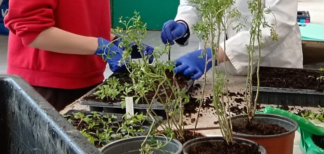 Produkcia liečivých rastlín je práca hlavy i rúk