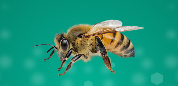 BeeConnected 2026 spája ľudí, ktorí sa venujú včelám