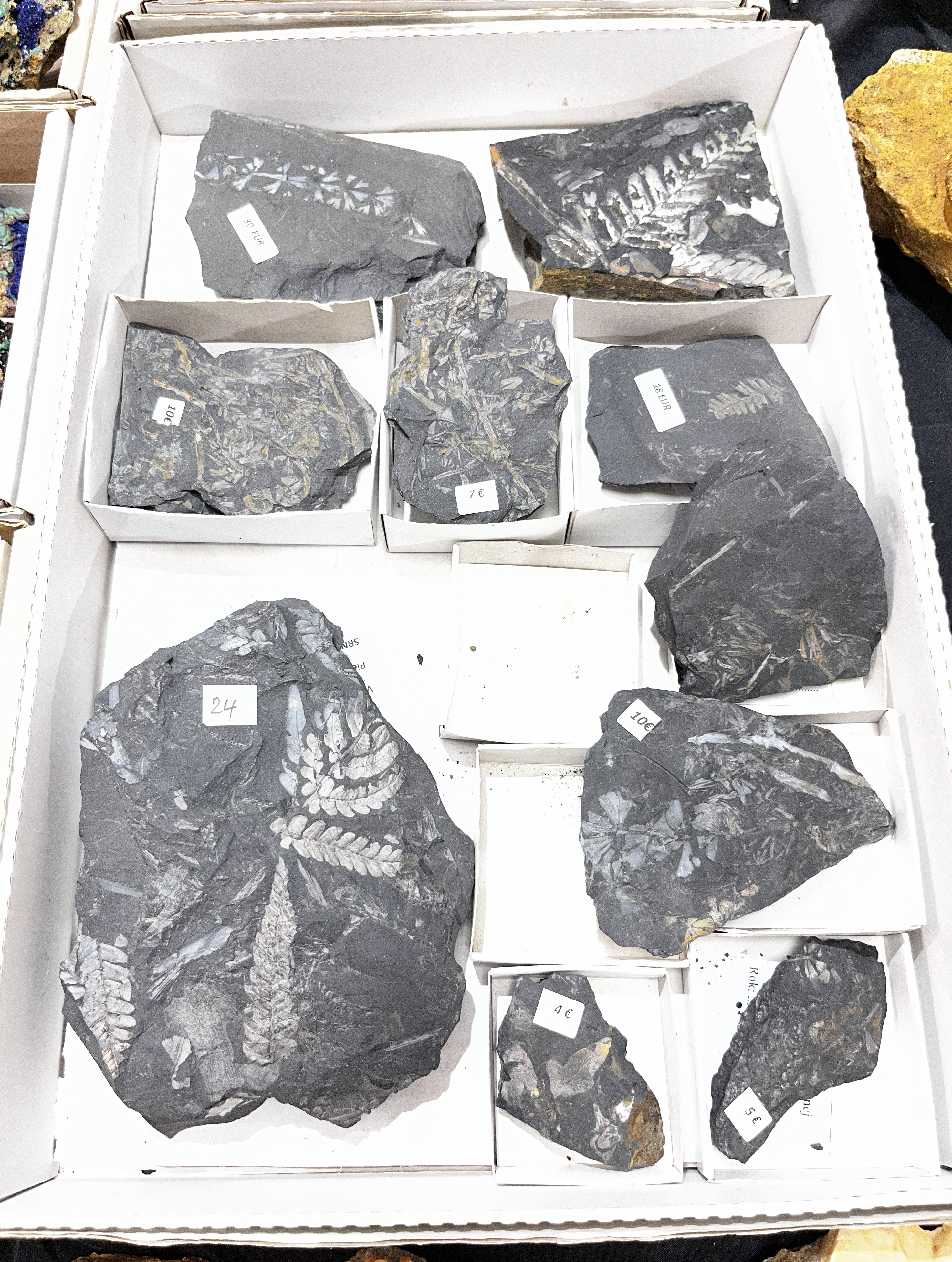 Vystava_mineralov_skamenelin_sperkov