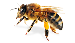 Možnosti využitia včelích produktov v medicíne